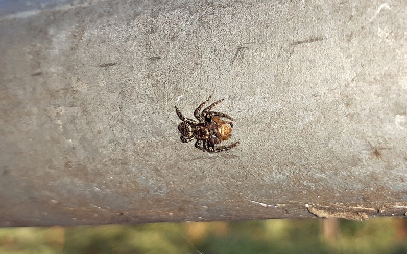 Marpissa muscosa preda ragno -  Vizzola Ticino (VA)